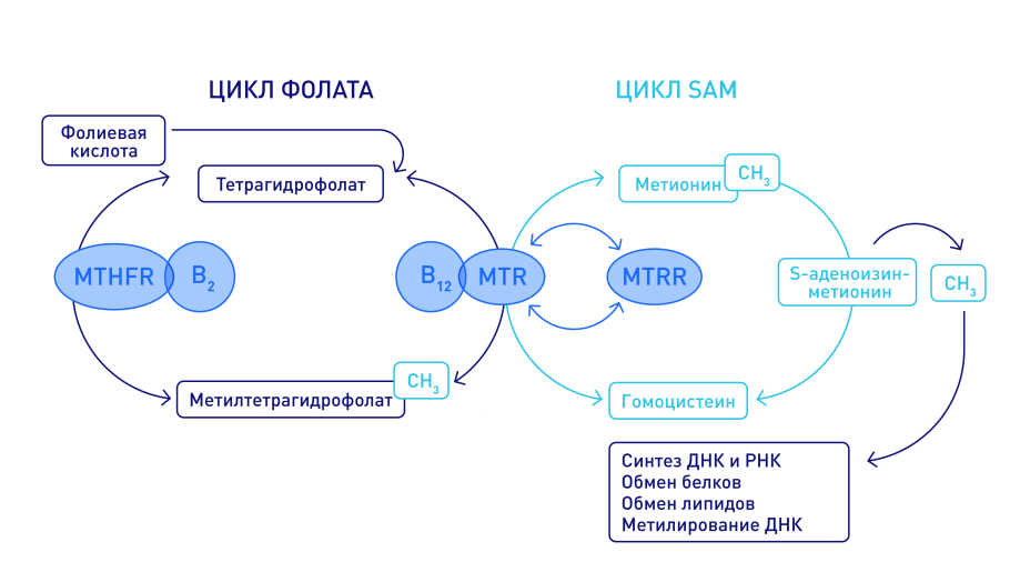 Синтез стероидных гормонов из холестерина схема