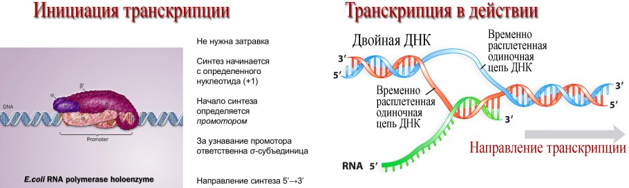 Реакция превращения фенилаланина в тирозин
