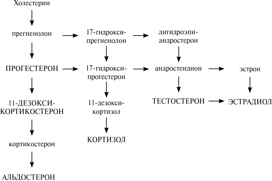 Схема анаэробного гликолиза биохимия