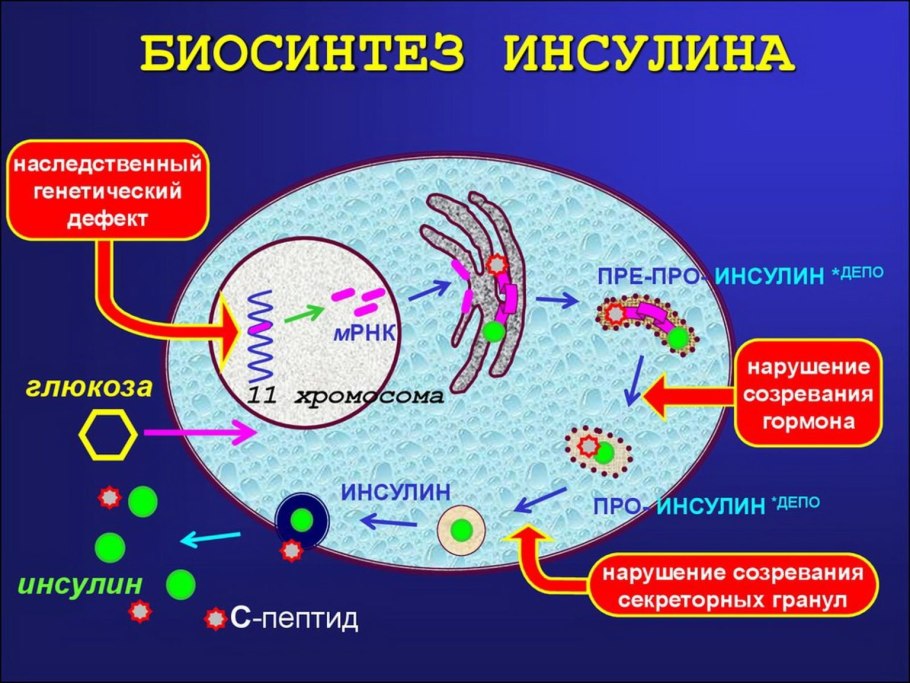 Методы биологических исследований ЕГЭ биология