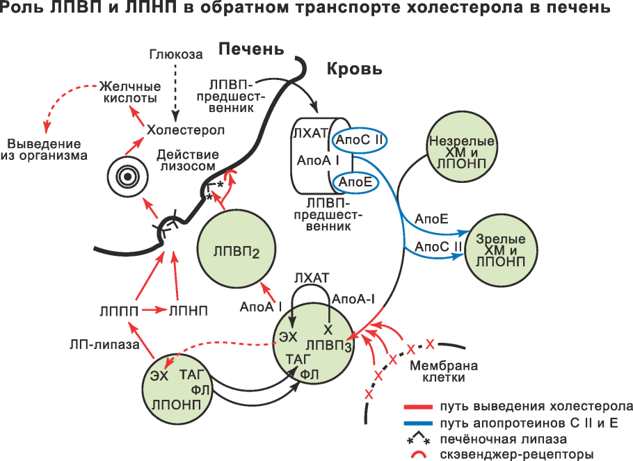 Общая схема метаболизма белков