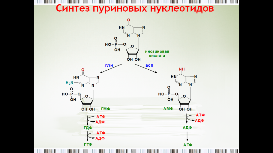 Процесс синтеза белка на рибосоме схема