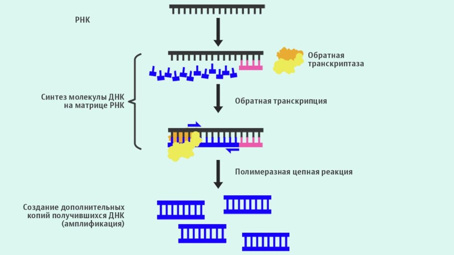 Мембранные рецепторы гормонов схема