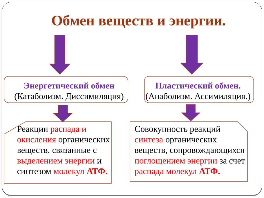 Синтез тирозина из фенилаланина