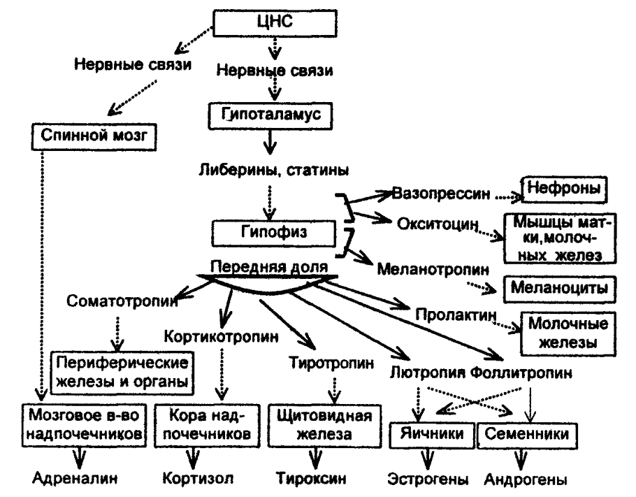 Антитела IGM <2 К коронавирусу