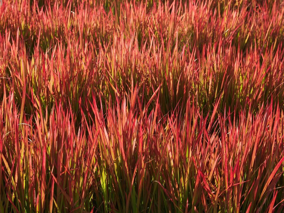 Императа цилиндрическая (Imperata cylindrica)
