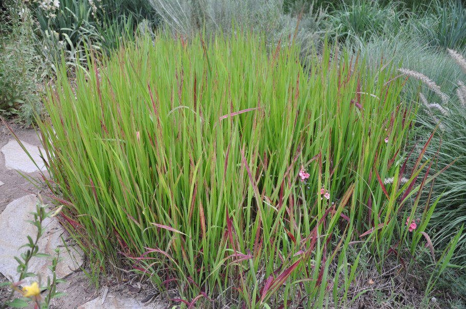 Императа цилиндрическая (Imperata cylindrica 'Red Baron')