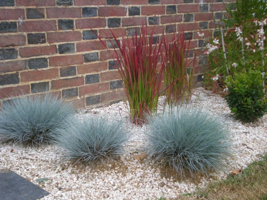 Императа цилиндрическая (Imperata cylindrica 'Red Baron')