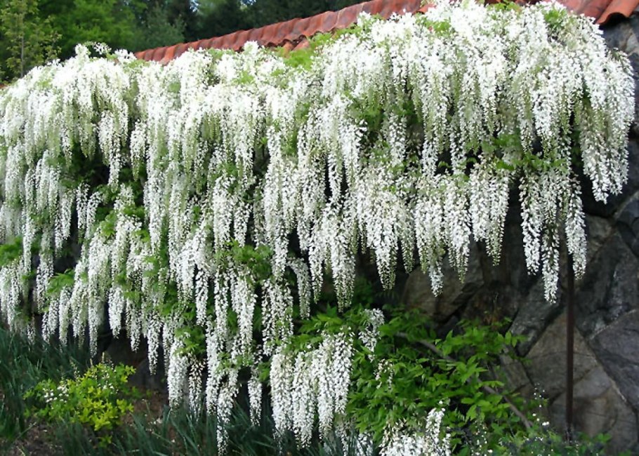 Спирея и Глициния