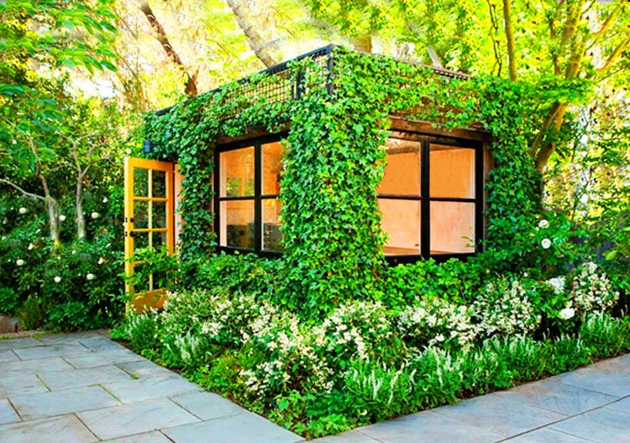 Клематис на перголе