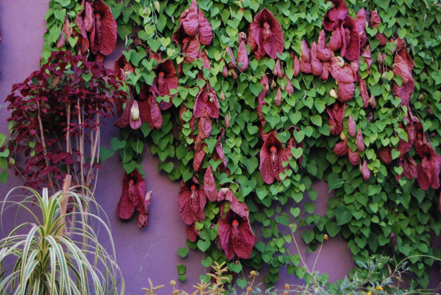 Кирказон аристолохия маньчжурская