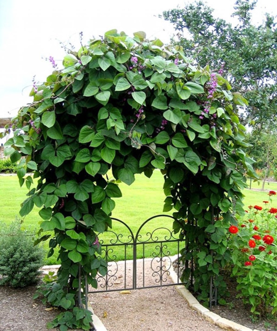 Долихос Лиана