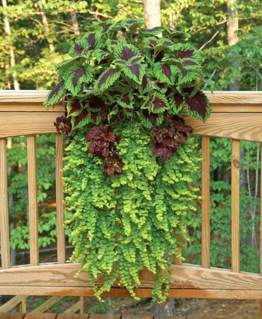 Колеус ампельный