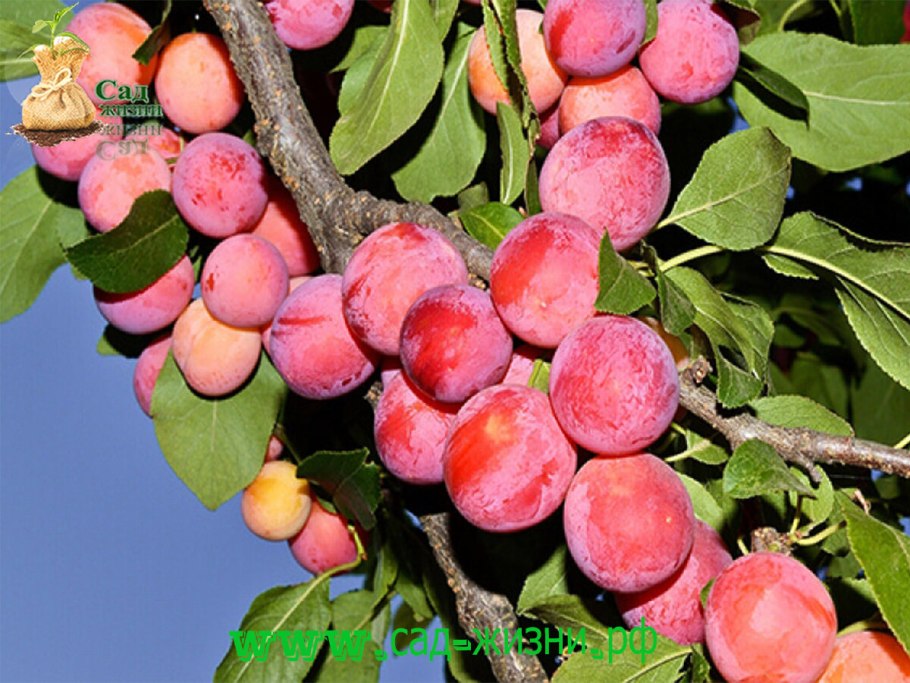 Слива Болховчанка