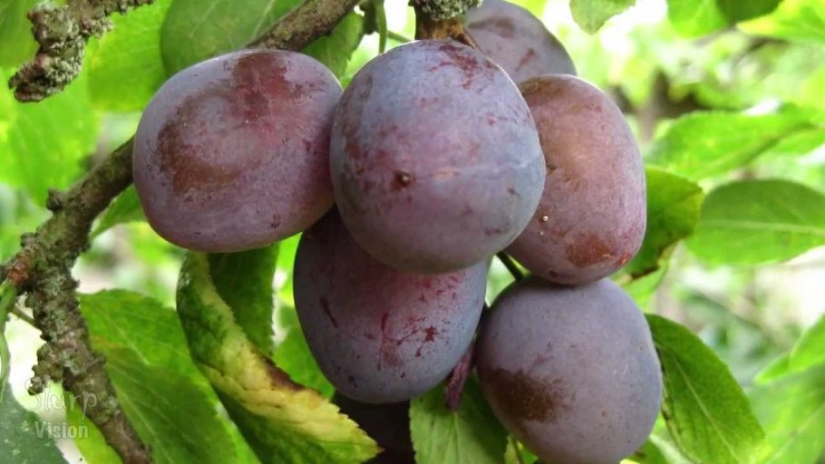 Слива китайская Супериор