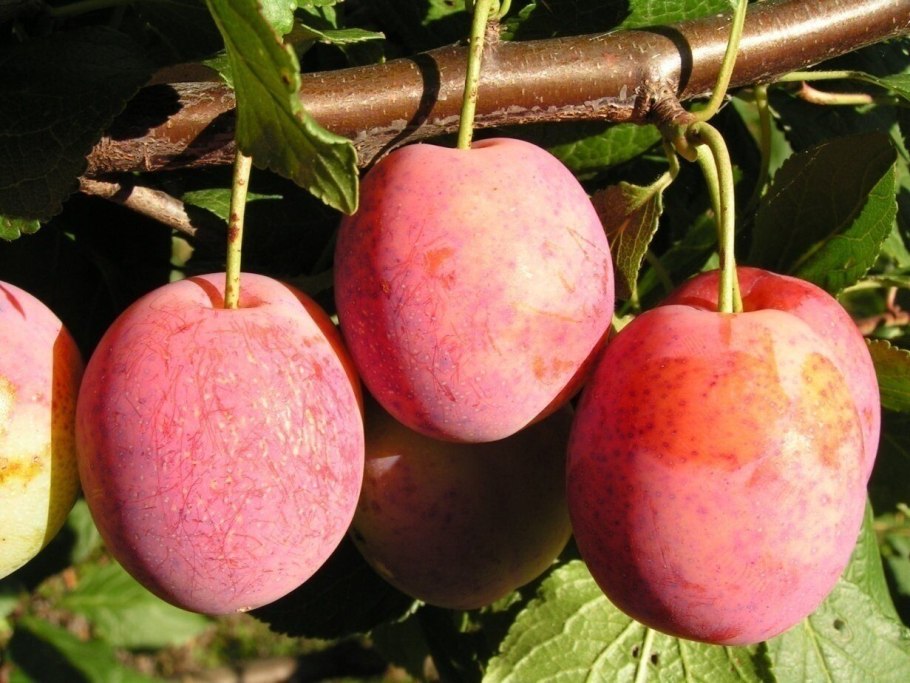 Алыча Оцарк премьер