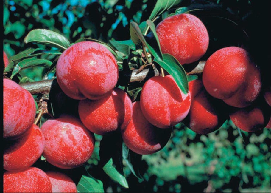 Слива озарк премьер