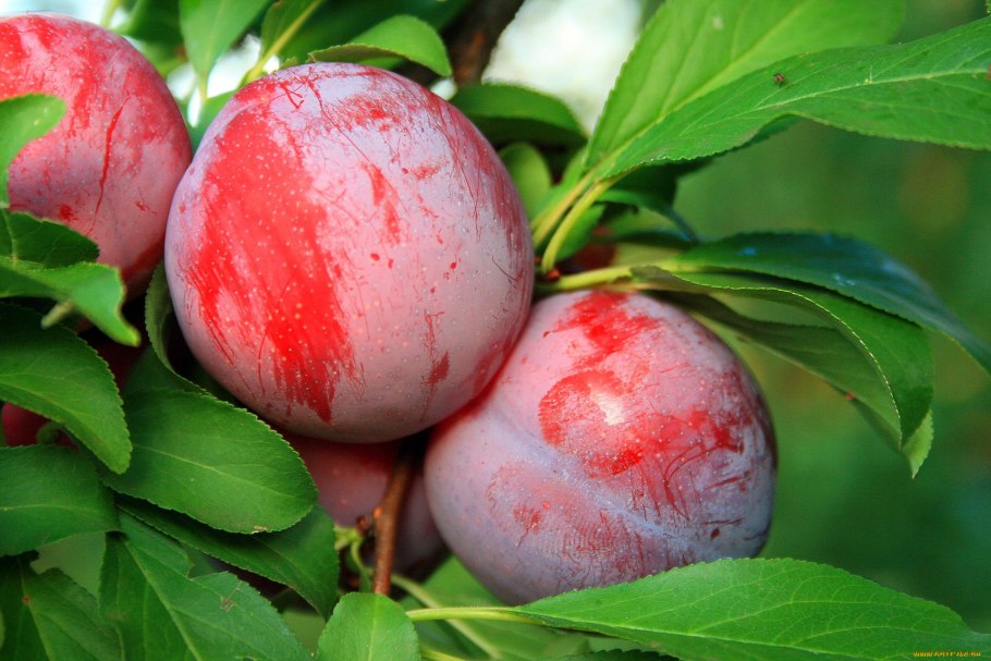 Слива Волжская красавица ВНИИСПК