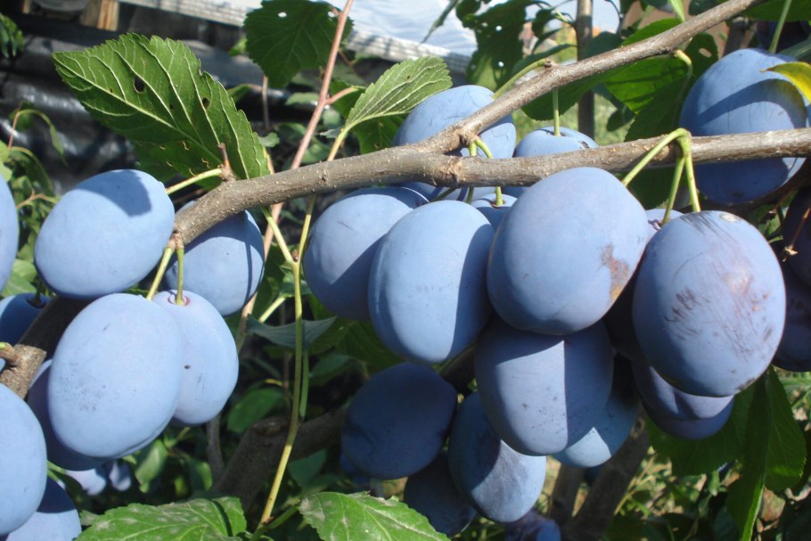 Ренклод Альтана