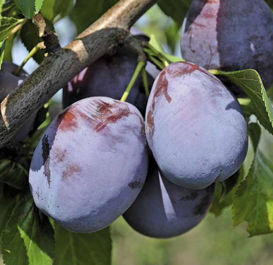 Слива Ренклод Колхозный