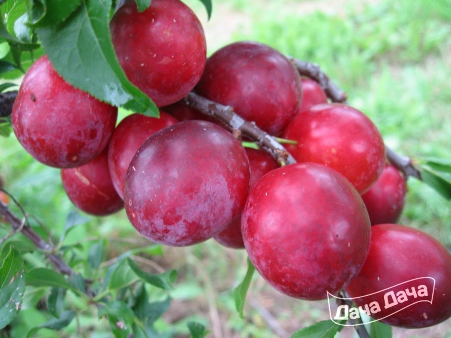 Слива сорт неженка