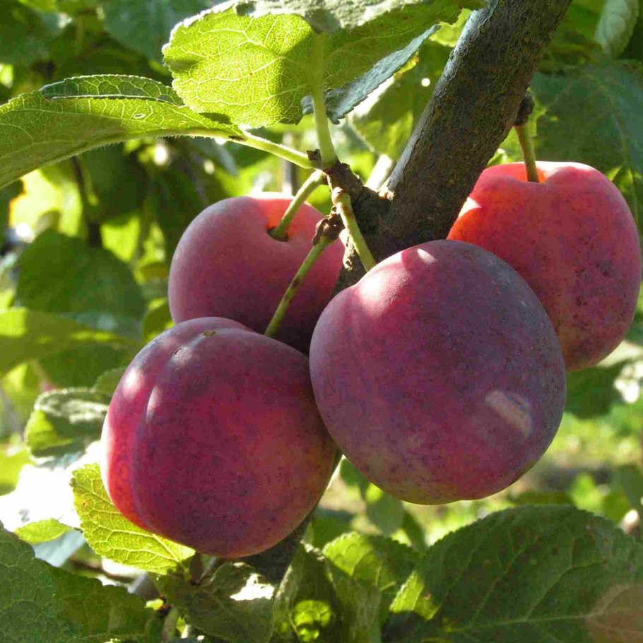 Алыча обильная саженцы