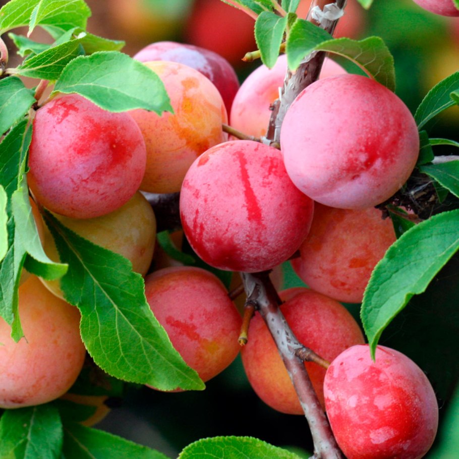 Слива скороспелка красная