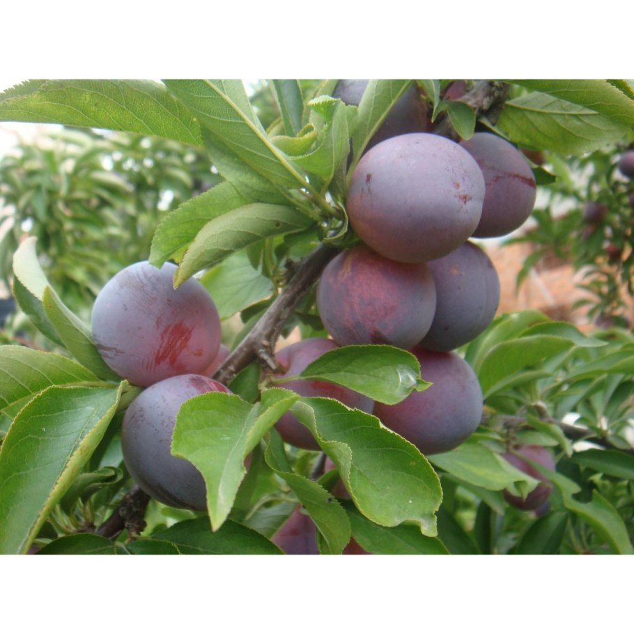 Алыча Кубанская Комета саженец