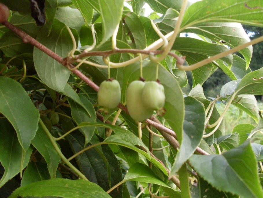 Актинидия аргута Issai