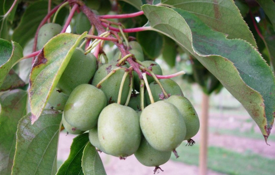 Актинидия коломикта адам