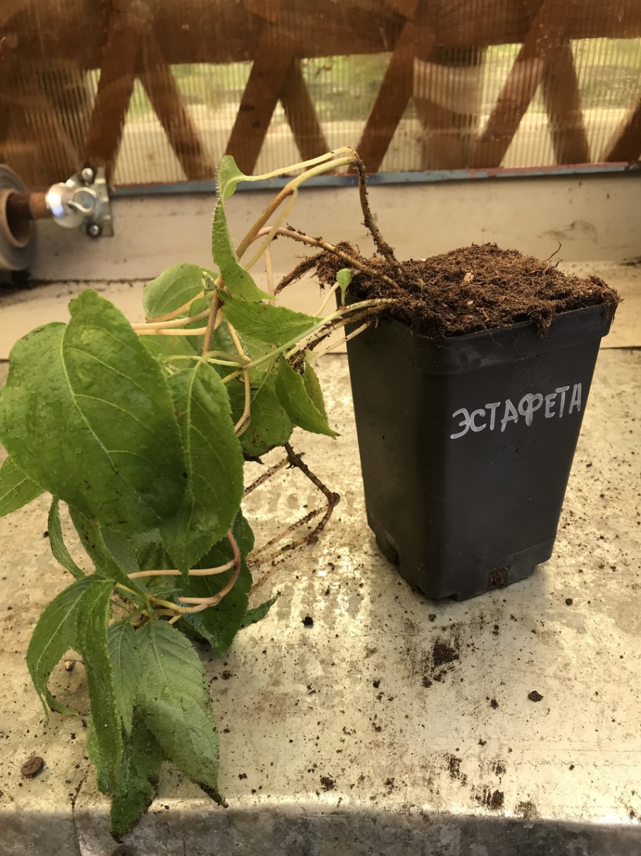 Актинидия аргута киви