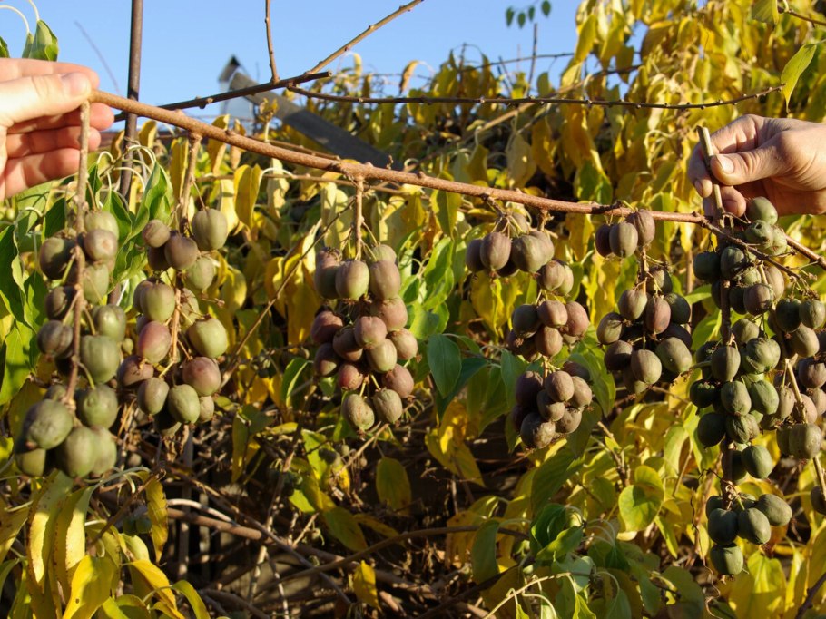 Актинидия коломикта (Actinidia kolomikta)