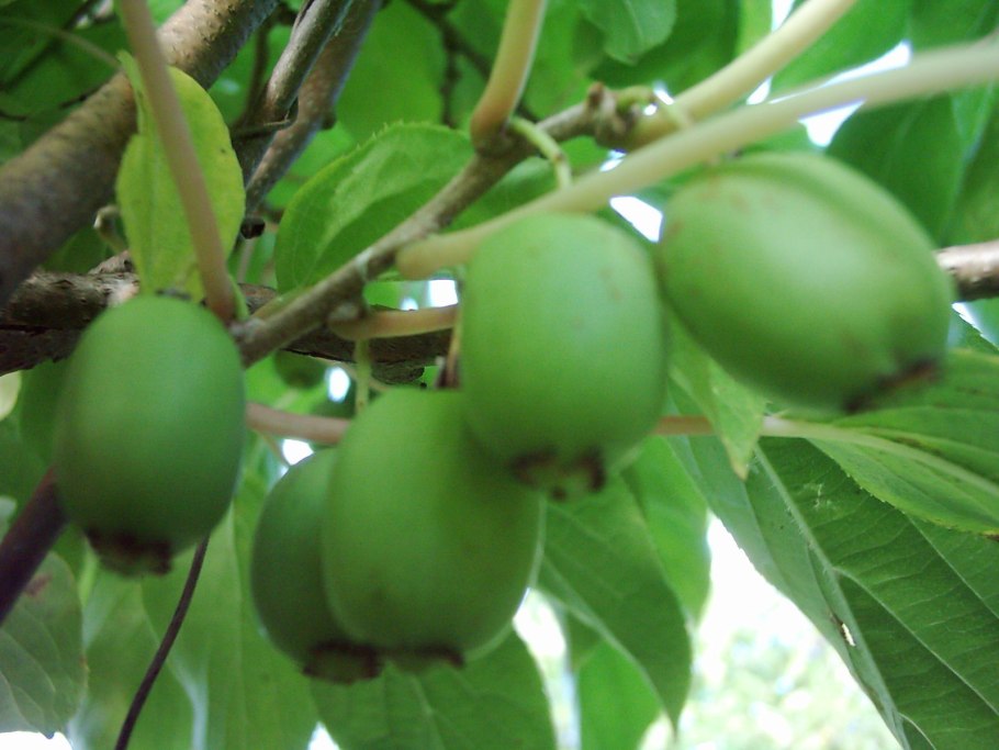 Актинидия аргута Золотая коса