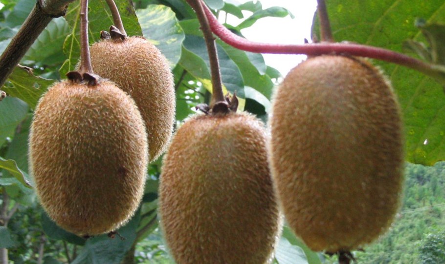 Саманта Сэйнт порнозвезда