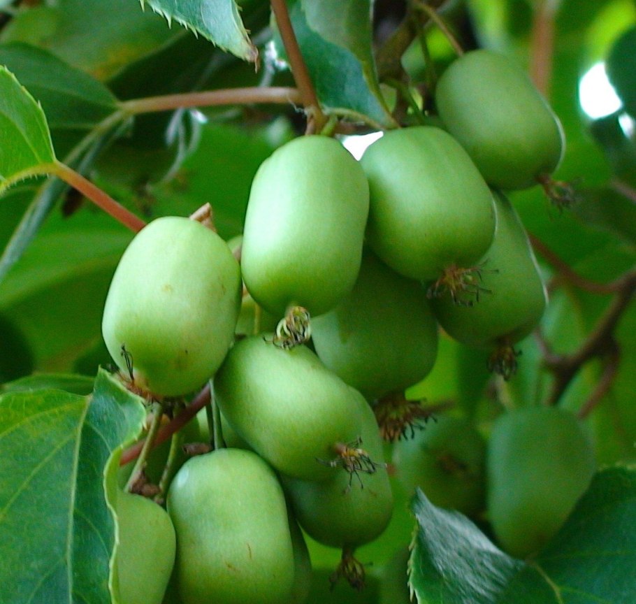 Актинидия Кокува