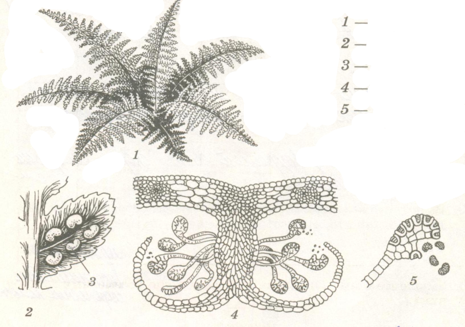 Папоротниковидные спорофит