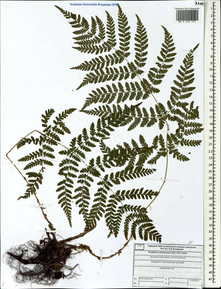 Заросток орляка