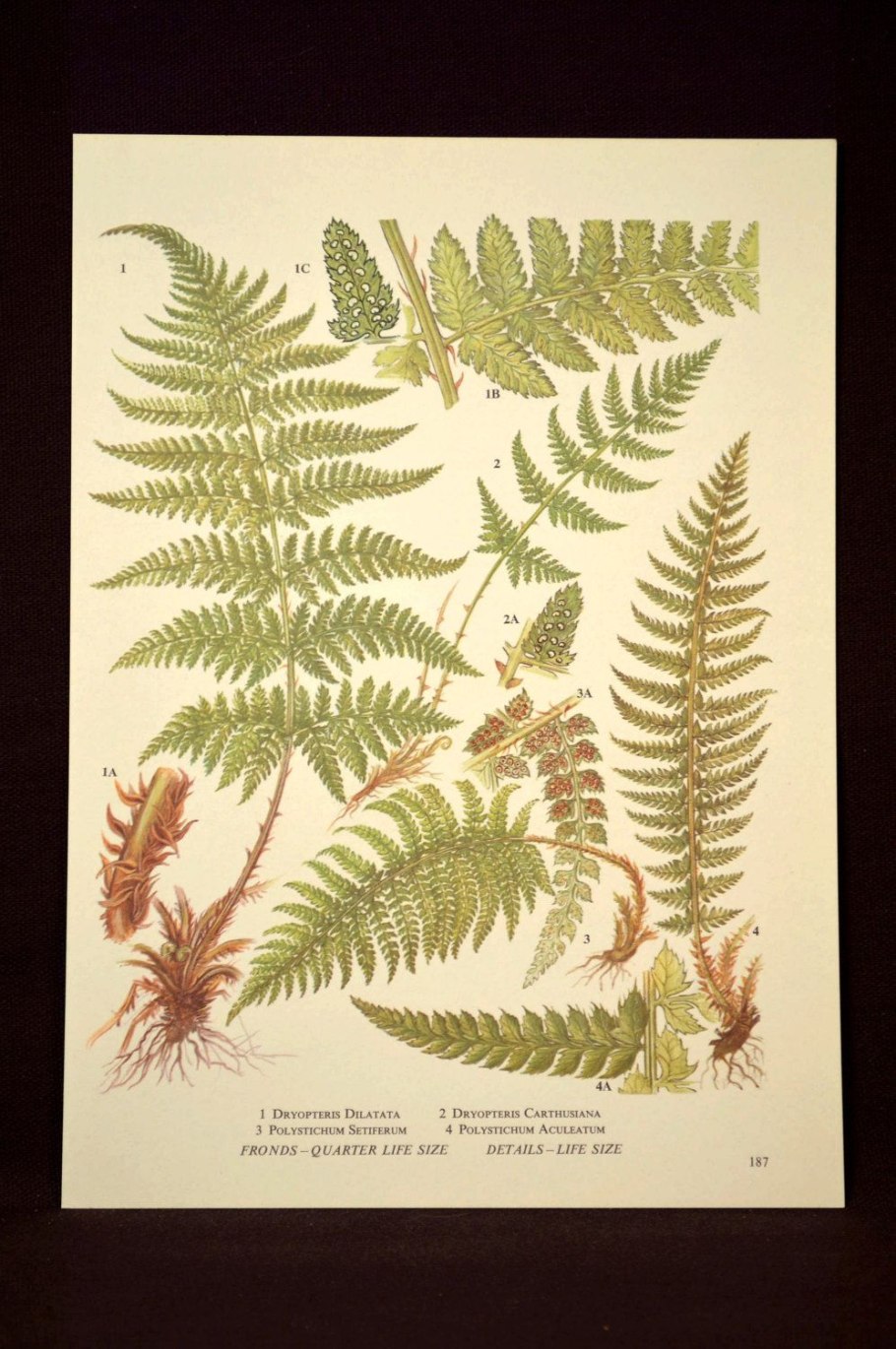 Dryopteris filix-mas(l.) Schott