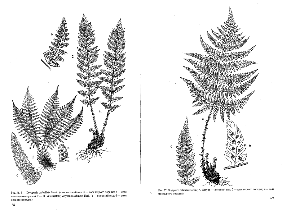 Отдел Папоротниковидные растения размножение