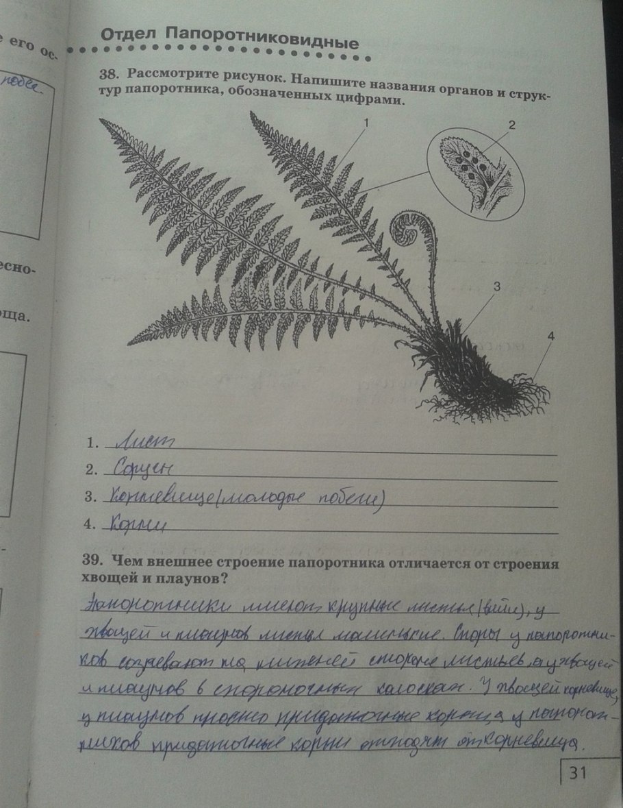 Жизненный цикл папоротника схема