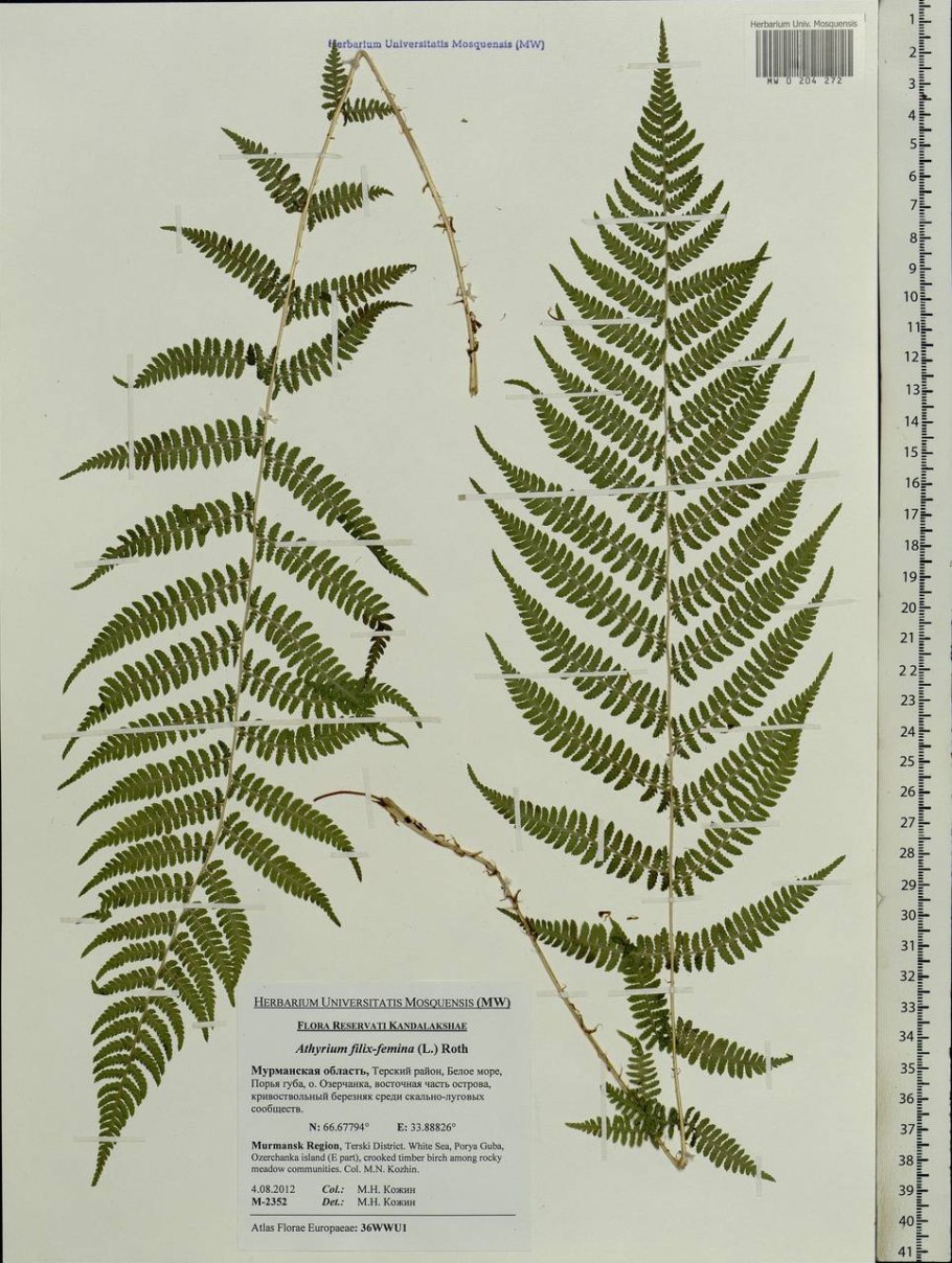 Athyrium filix femina