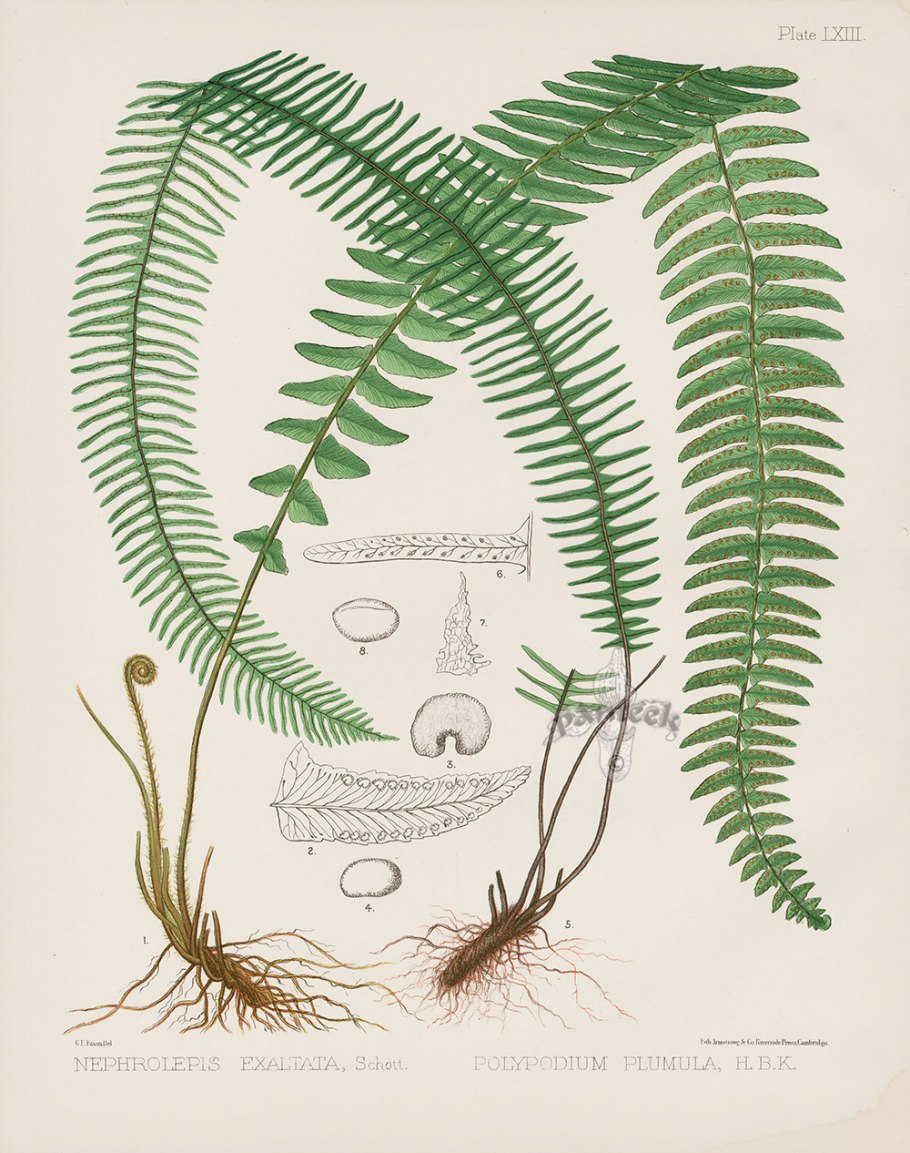 Папоротник нефролепис размножение