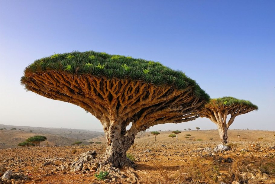 Кактус Сагуаро Северной Америки