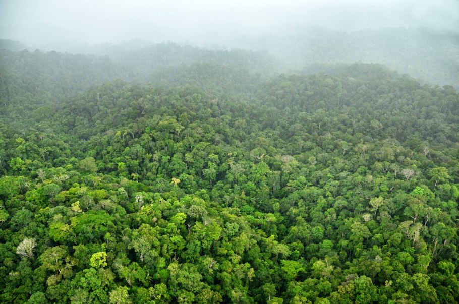 Банксия Коккинея