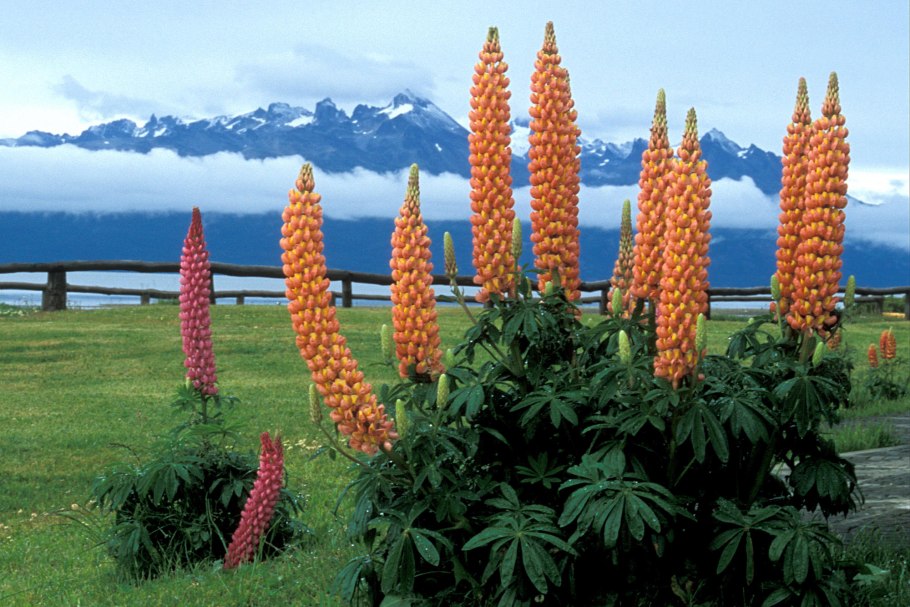 Чили Сельва тропические цветы