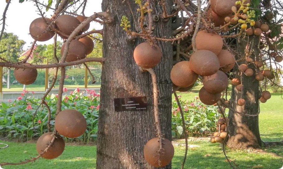 Драцена Сокотра