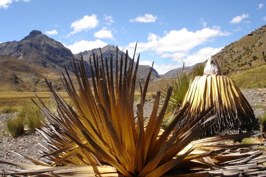Курупита гвианская (дерево пушечных ядер), сеянец