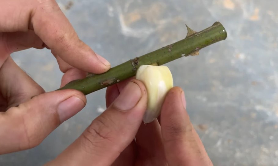 Формируем сирень на штамбе