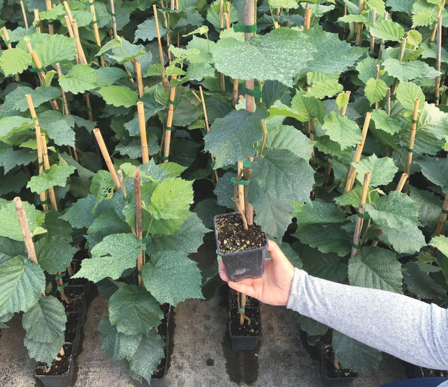 Размножение лещины