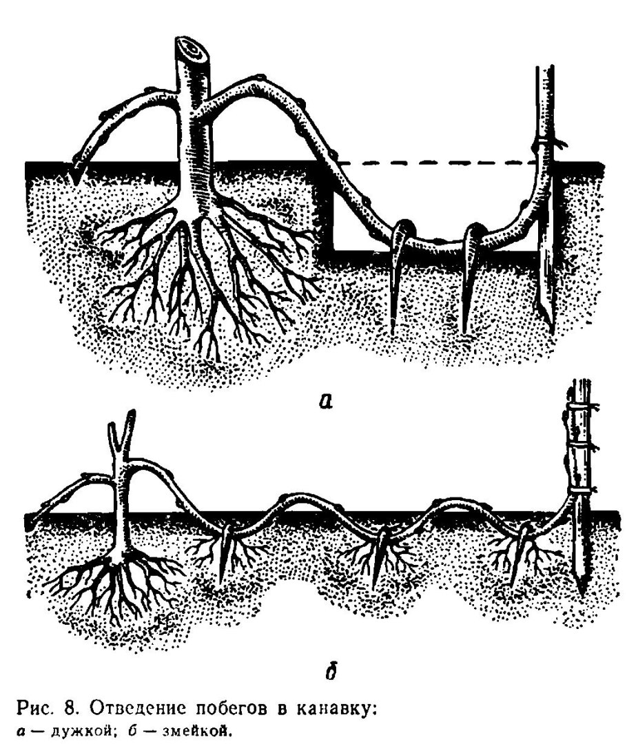 Адриана Чечик Gabriella Paltrova